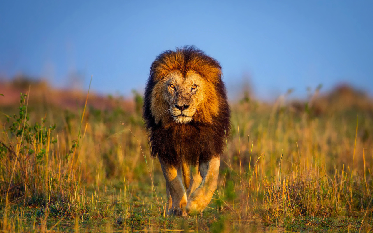 Das Kenya Animals, Lion Wallpaper 1280x800