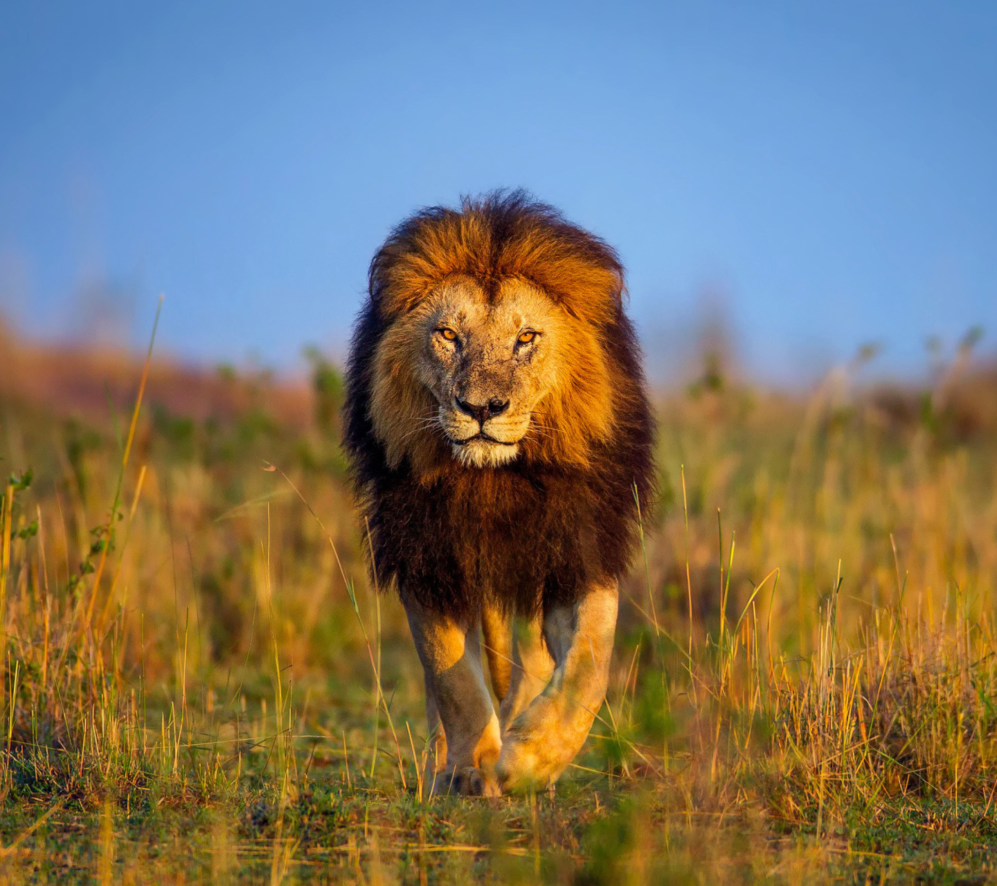Обои Kenya Animals, Lion 1440x1280
