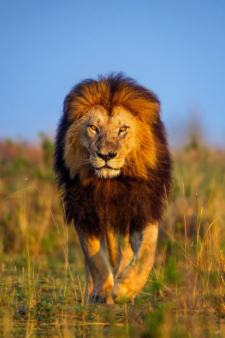 Обои Kenya Animals, Lion 320x480