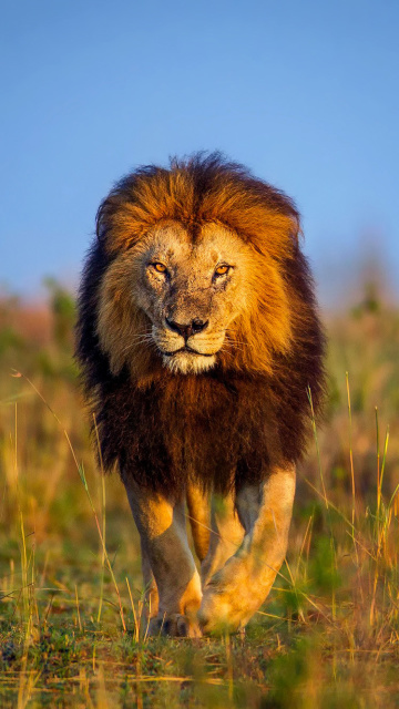 Обои Kenya Animals, Lion 360x640