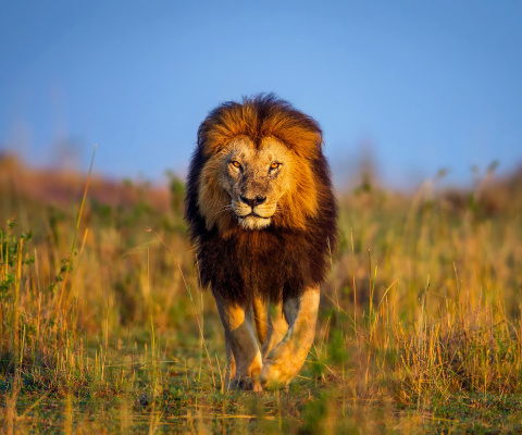 Screenshot №1 pro téma Kenya Animals, Lion 480x400