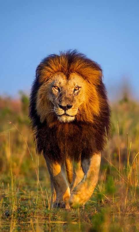 Kenya Animals, Lion wallpaper 480x800