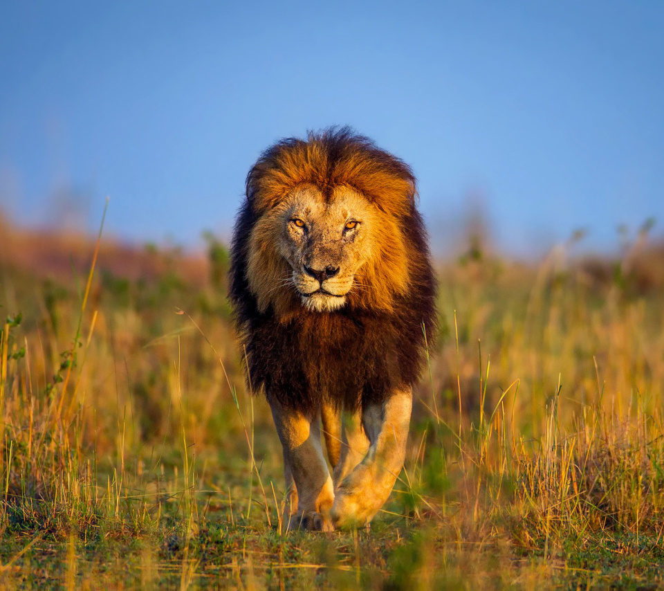 Обои Kenya Animals, Lion 960x854