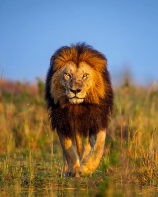 Kenya Animals, Lion - Obrázkek zdarma pro Nokia X7
