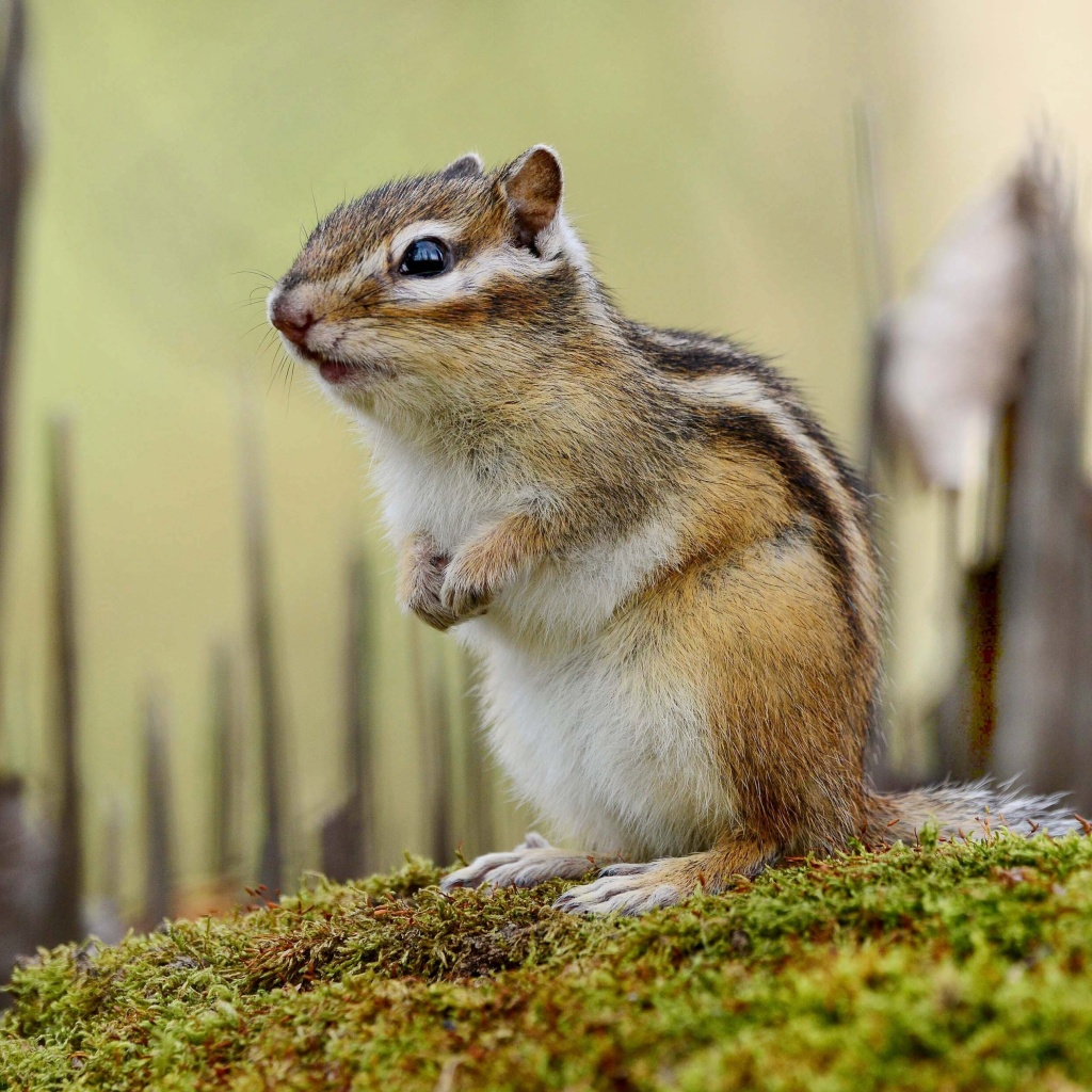 Das Rodent chipmunk Wallpaper 1024x1024