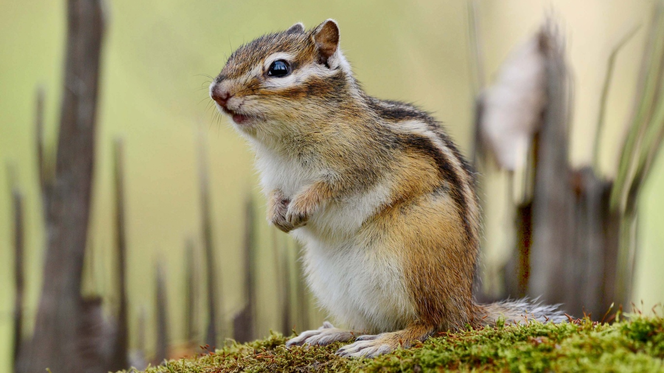 Sfondi Rodent chipmunk 1366x768