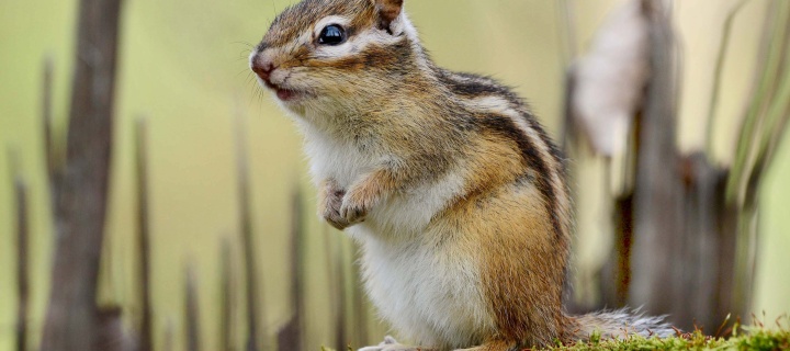 Fondo de pantalla Rodent chipmunk 720x320