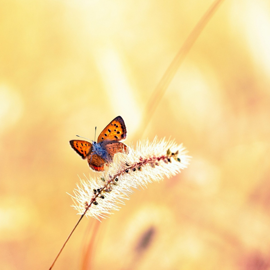 Fondo de pantalla Butterfly And Dry Grass 1024x1024