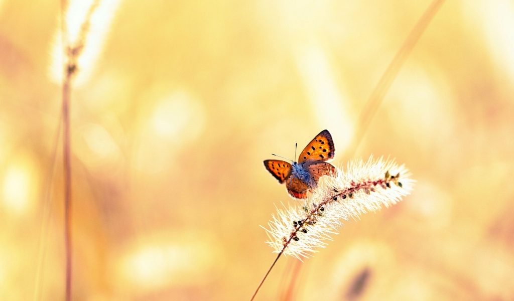 Butterfly And Dry Grass wallpaper 1024x600
