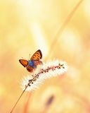 Butterfly And Dry Grass wallpaper 128x160