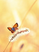 Das Butterfly And Dry Grass Wallpaper 132x176