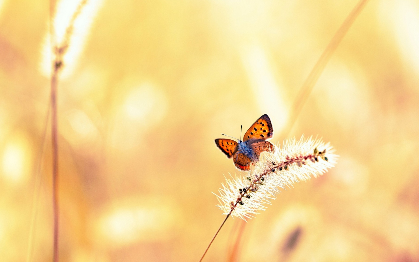 Butterfly And Dry Grass wallpaper 1440x900