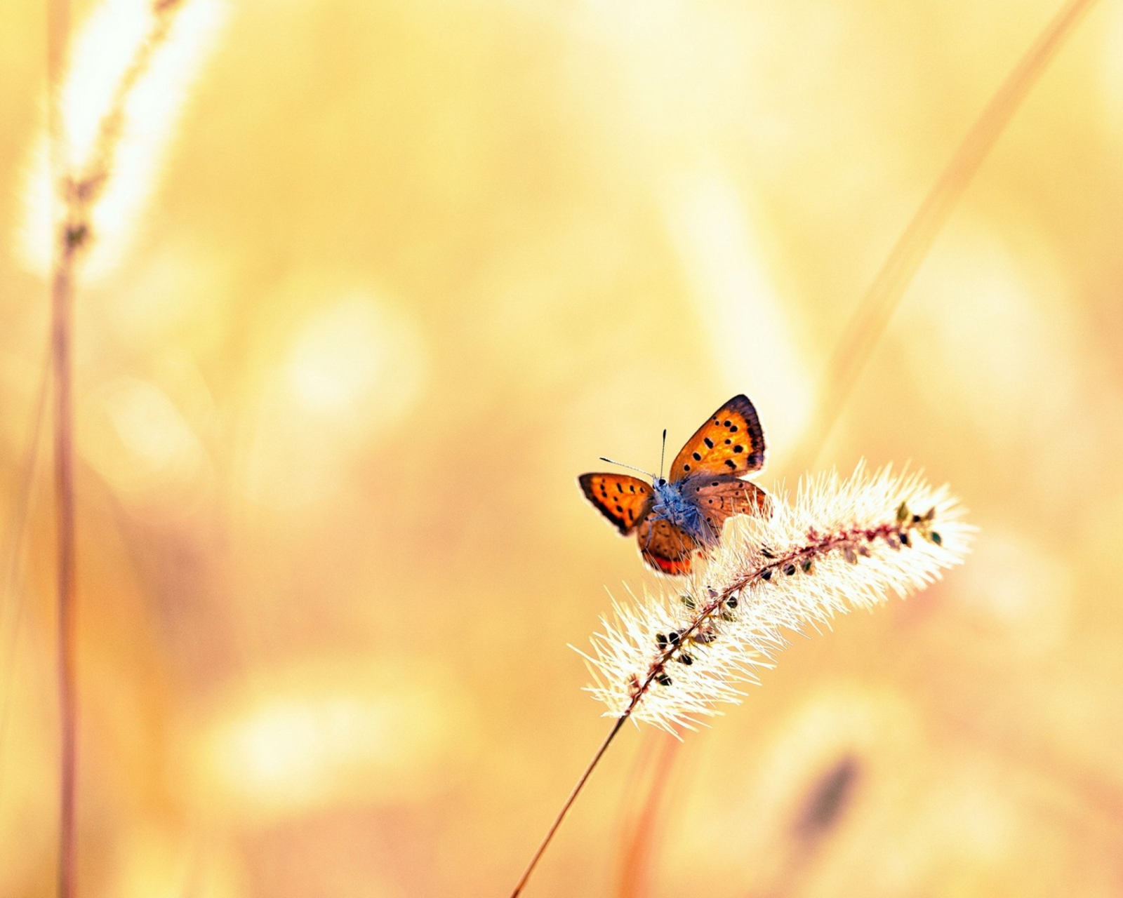 Sfondi Butterfly And Dry Grass 1600x1280