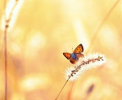 Sfondi Butterfly And Dry Grass 176x144