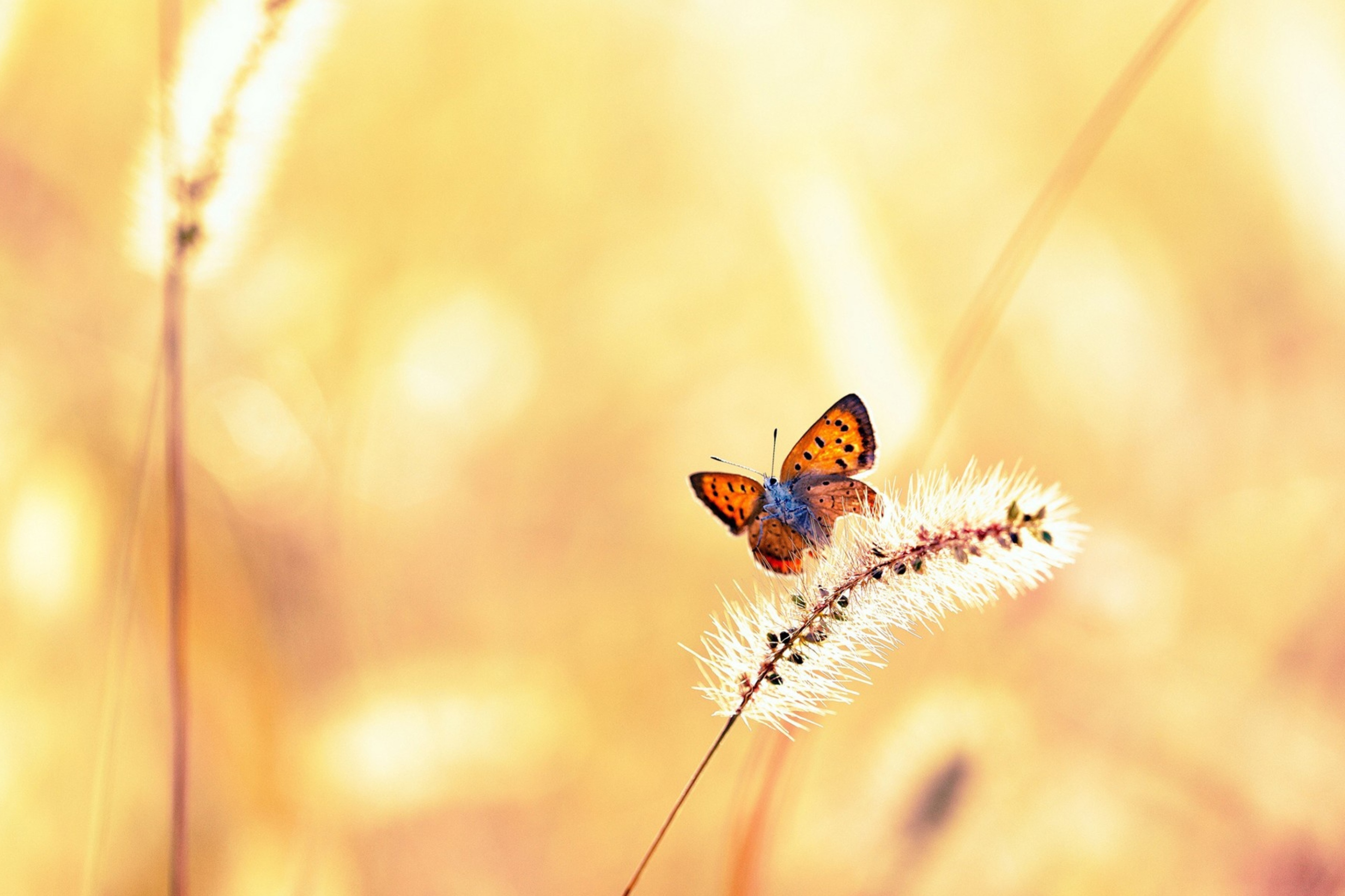 Das Butterfly And Dry Grass Wallpaper 2880x1920