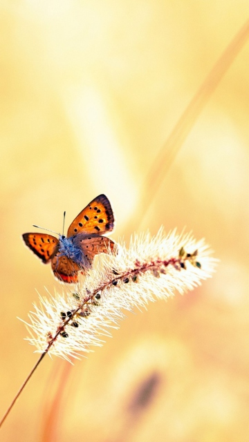 Обои Butterfly And Dry Grass 360x640