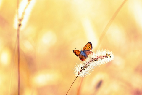 Обои Butterfly And Dry Grass 480x320