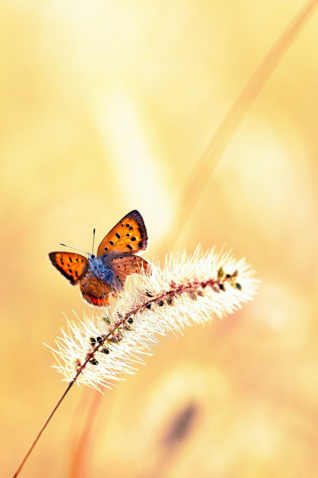 Das Butterfly And Dry Grass Wallpaper 640x960