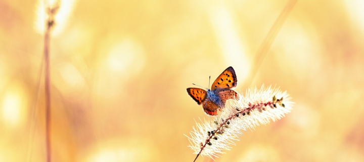 Butterfly And Dry Grass screenshot #1 720x320