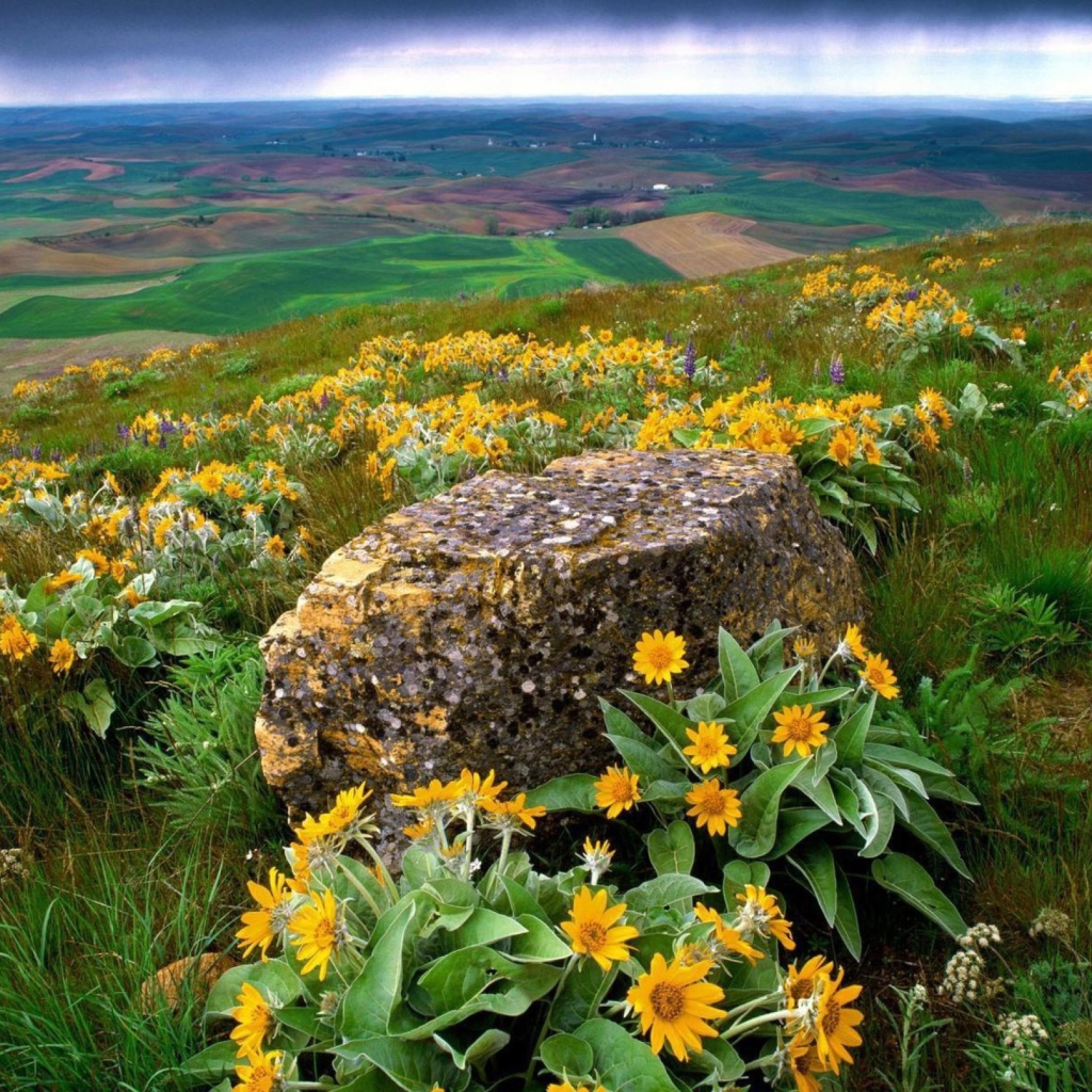 Sfondi Wild Flowers And Rock 1024x1024