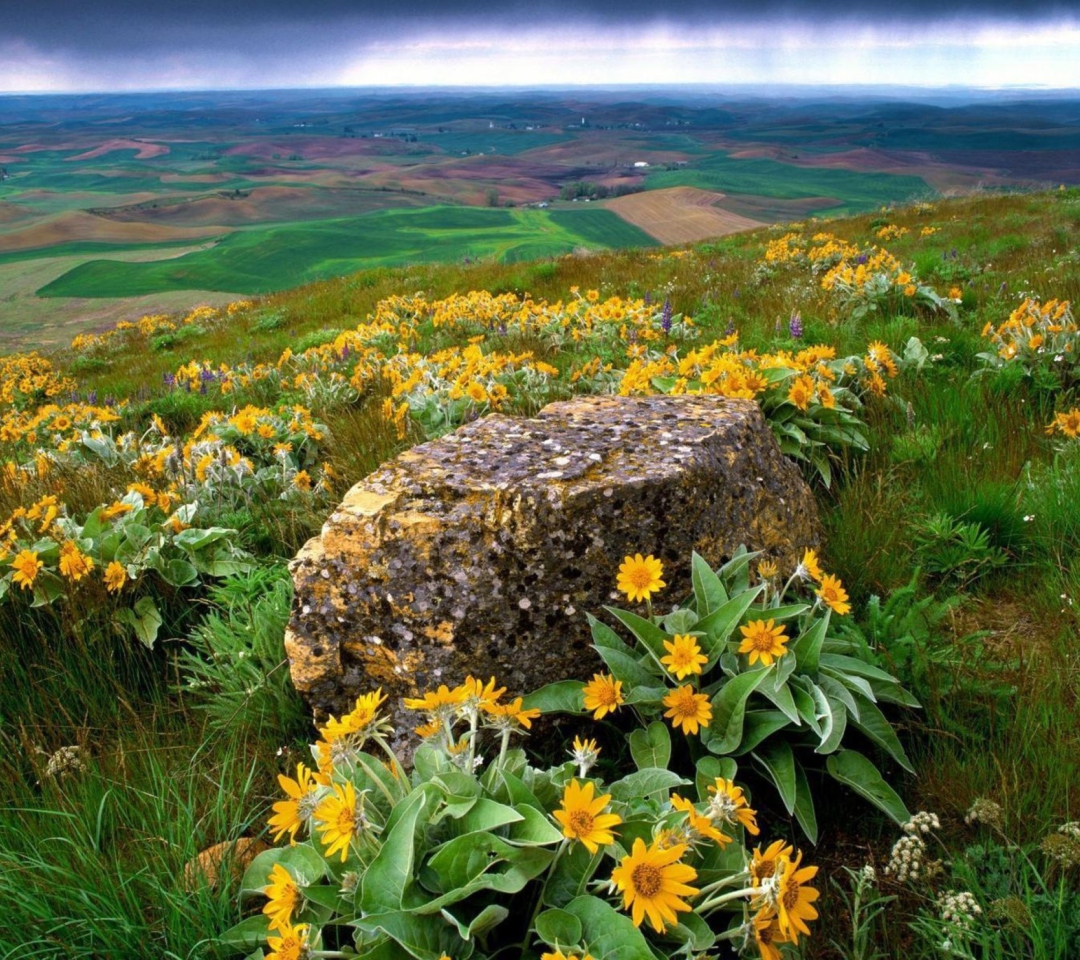 Fondo de pantalla Wild Flowers And Rock 1080x960