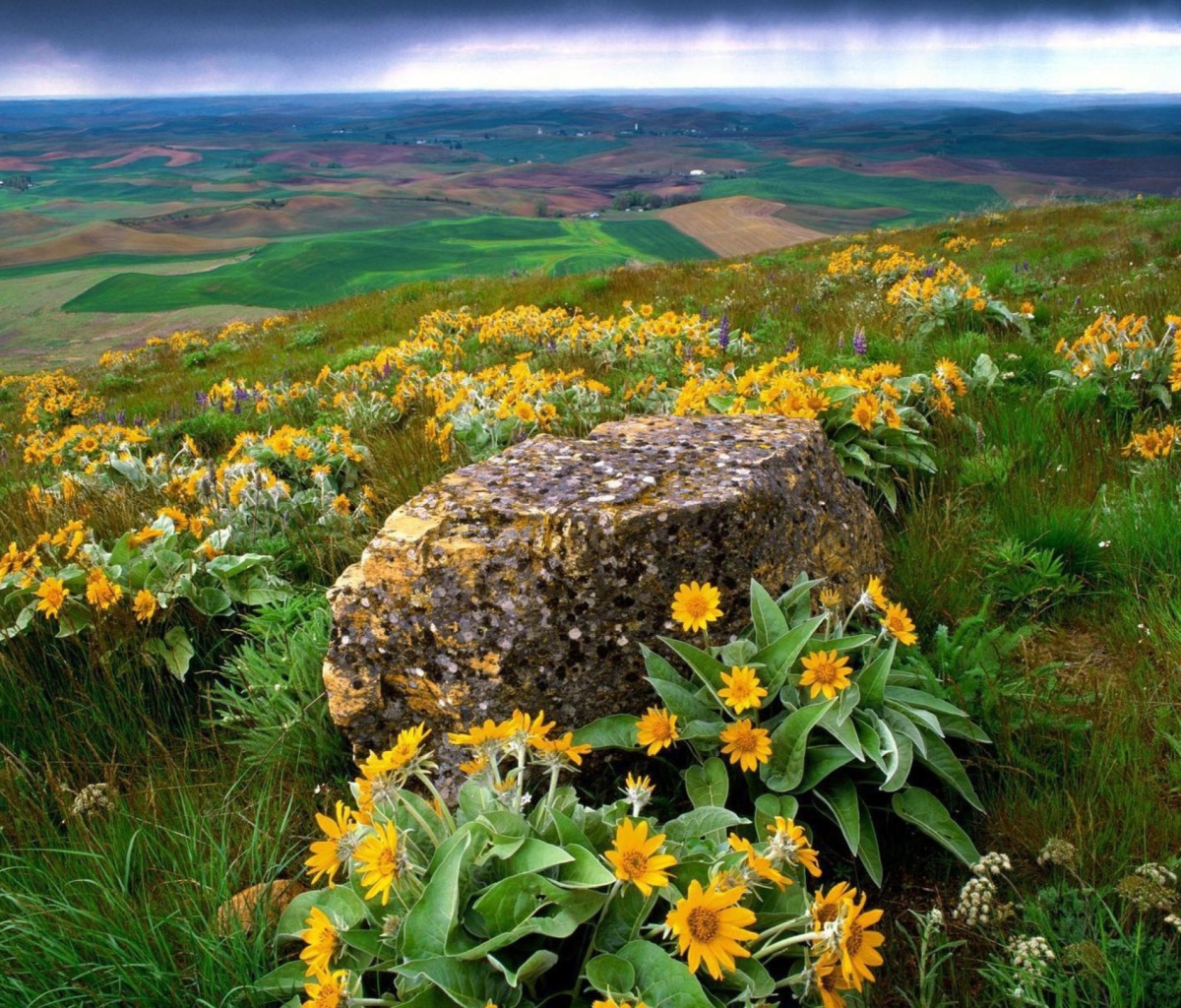 Wild Flowers And Rock wallpaper 1200x1024