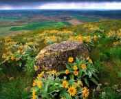 Wild Flowers And Rock wallpaper 176x144