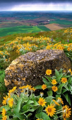 Fondo de pantalla Wild Flowers And Rock 240x400