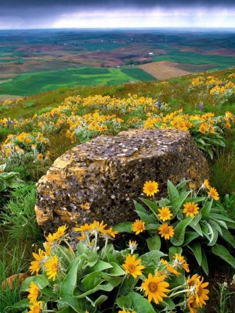 Wild Flowers And Rock wallpaper 480x640