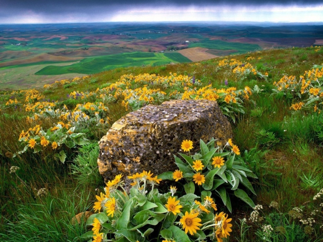 Wild Flowers And Rock wallpaper 640x480