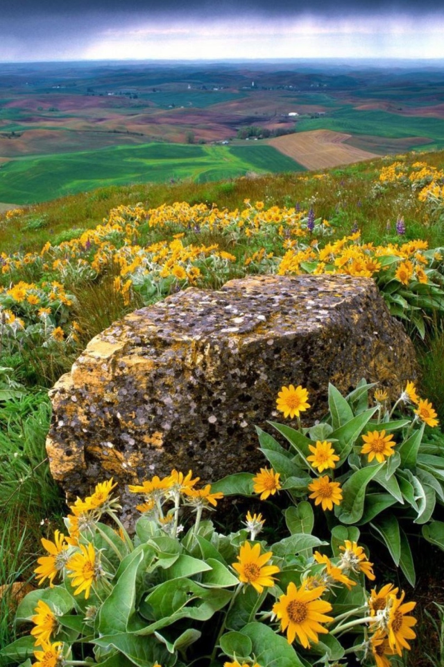 Das Wild Flowers And Rock Wallpaper 640x960