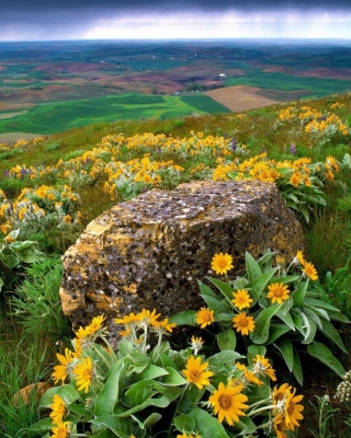 Wild Flowers And Rock - Obrázkek zdarma pro 480x800