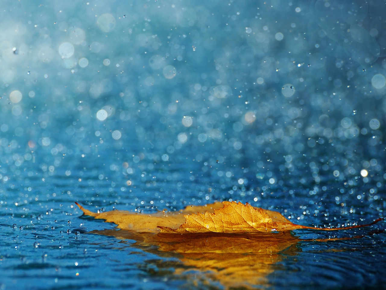 Fondo de pantalla Yellow Leaf In The Rain 1280x960