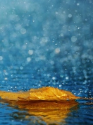Обои Yellow Leaf In The Rain 132x176