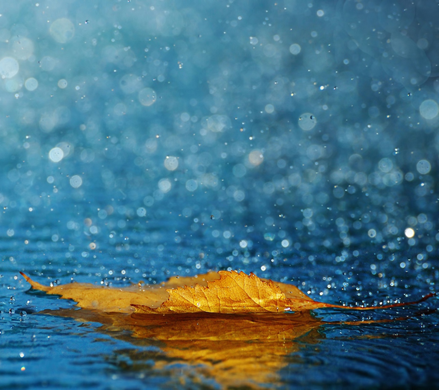 Fondo de pantalla Yellow Leaf In The Rain 1440x1280