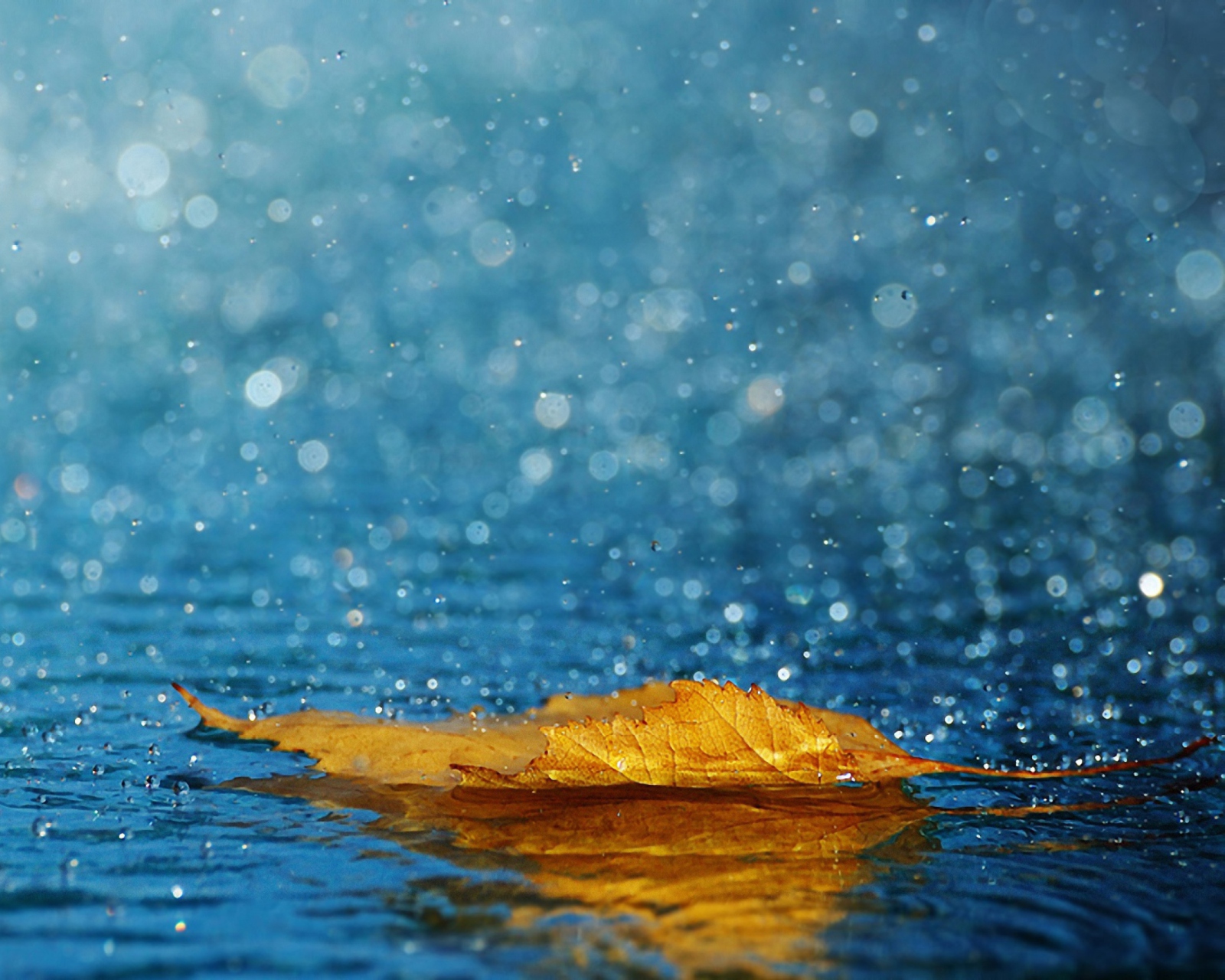 Fondo de pantalla Yellow Leaf In The Rain 1600x1280