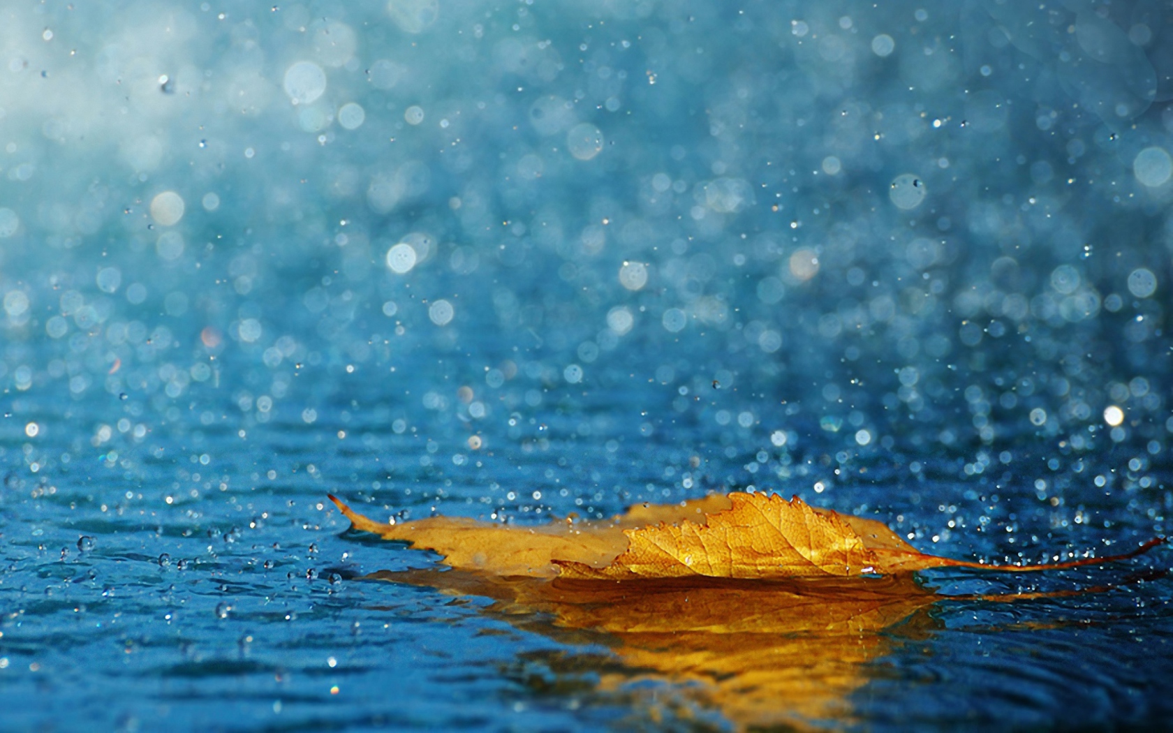 Yellow Leaf In The Rain wallpaper 1680x1050