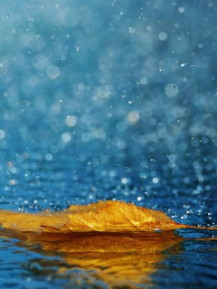 Sfondi Yellow Leaf In The Rain 240x320