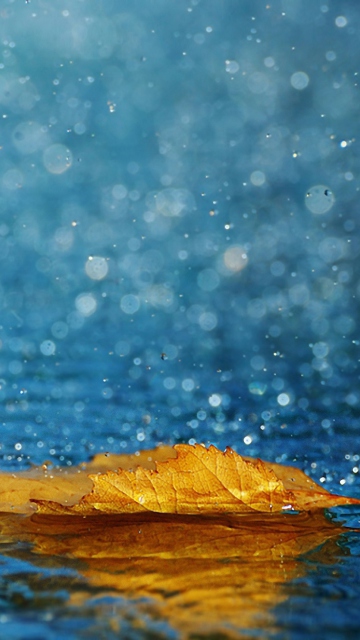 Обои Yellow Leaf In The Rain 360x640