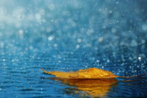 Fondo de pantalla Yellow Leaf In The Rain 480x320