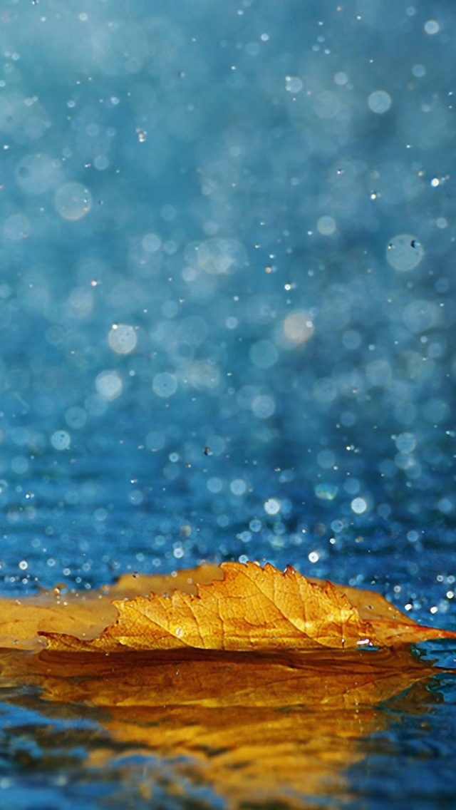 Sfondi Yellow Leaf In The Rain 640x1136