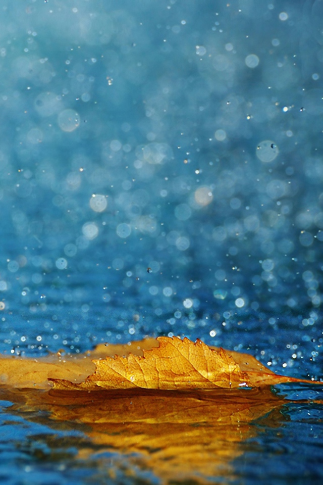Обои Yellow Leaf In The Rain 640x960