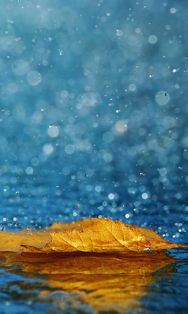 Fondo de pantalla Yellow Leaf In The Rain 768x1280