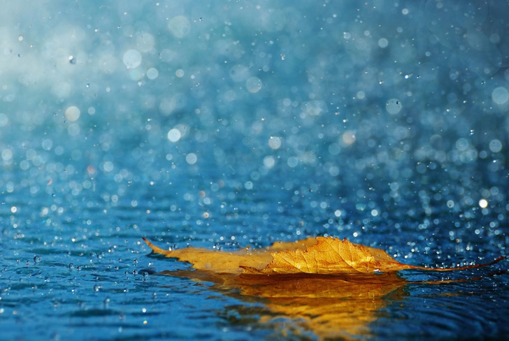 Fondo de pantalla Yellow Leaf In The Rain