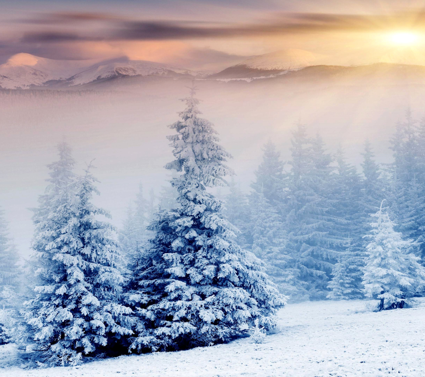 Screenshot №1 pro téma Winter Nature in Prisma Editor 1440x1280