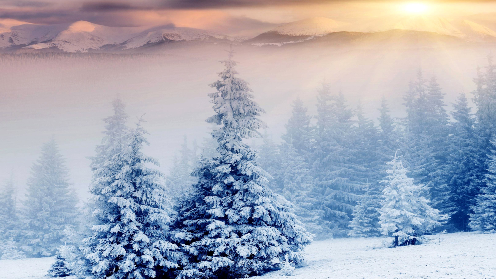 Fondo de pantalla Winter Nature in Prisma Editor 1600x900