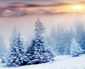 Fondo de pantalla Winter Nature in Prisma Editor 176x144