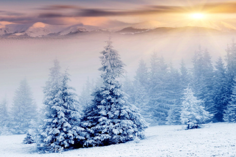 Das Winter Nature in Prisma Editor Wallpaper 480x320