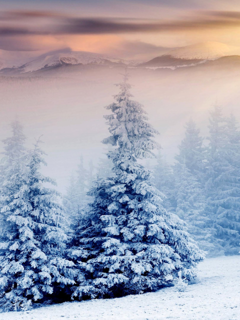 Winter Nature in Prisma Editor wallpaper 480x640