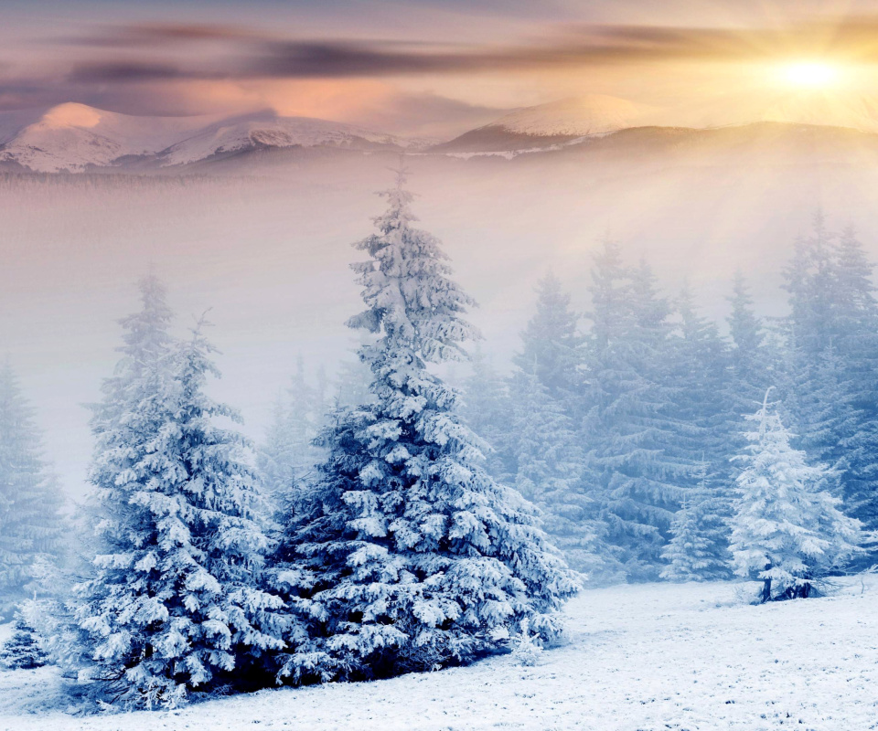 Winter Nature in Prisma Editor wallpaper 960x800